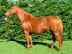 Yankee Gold by Western Symphony